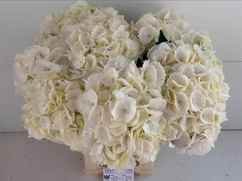 HYDR M ROYAL PRINCES 65cm - D
