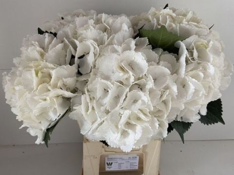 HYDR M ROYAL PRINCES 65cm - D