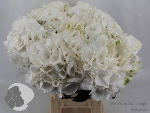 HYDR M SCHNEEBALL 60cm/H18 - D