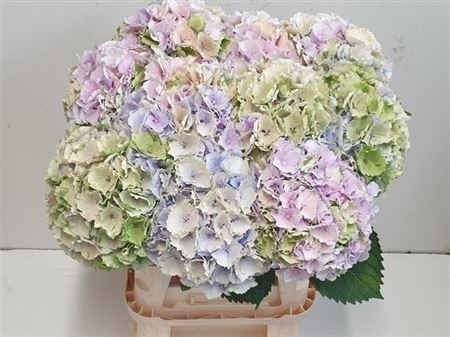 HYDR M VERENA PASTEL 50cm/H18 - PROMO