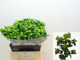 HYP MAG GREEN POWER 40cm - D