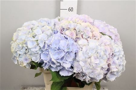 HYDR M VERENA PASTEL 50cm/H18 - PROMO