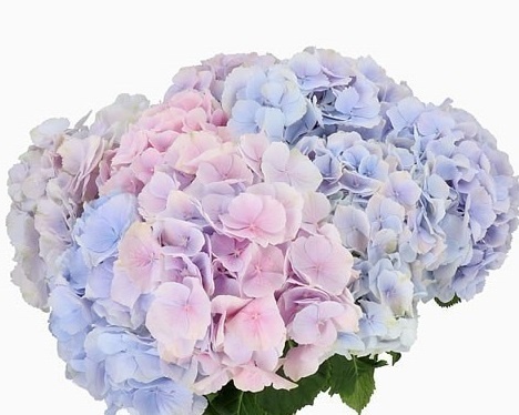 HYDR M VERENA PASTEL 50cm/H18 - PROMO