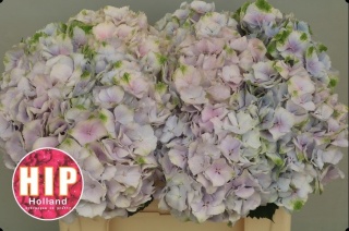 HYDR M VERENA PASTEL 50cm/H18 - PROMO