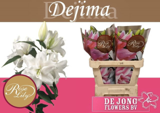 LI OR DU RL DEJIMA 4+ 80cm - D