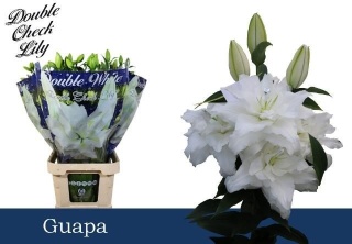 LI OR DU GUAPA 5+ 95cm - PROMO