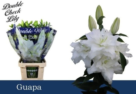 LI OR DU GUAPA 5+ 95cm - PROMO