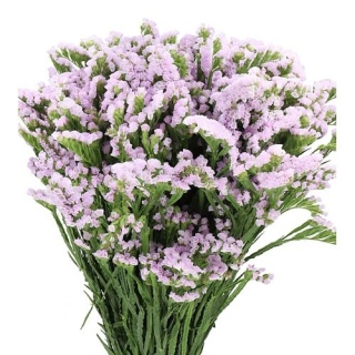 LIM S TESSA LAVENDER 60cm - D