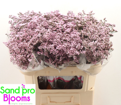 Limonium Safora Oshi Pink 60cm - D