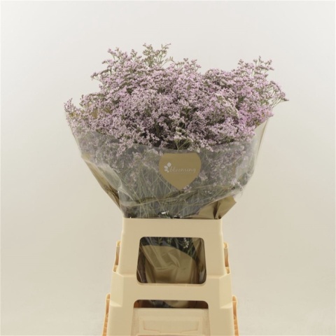 Limonium Safora Oshi Pink 60cm - D