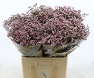 Limonium Safora Oshi Pink 60cm - D