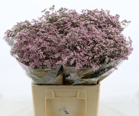 Limonium Safora Oshi Pink 60cm - D