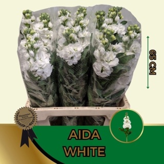 MATTH AIDA WHITE 65cm - D