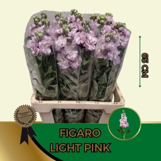 MATTH FIGARO L ROSE 65cm - D