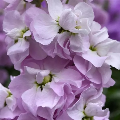 MATTH FIGARO L ROSE 65cm - D