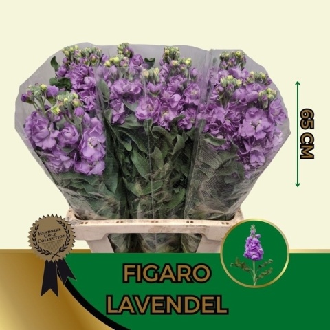 MATTH FIGARO LAVENDE 65cm - D