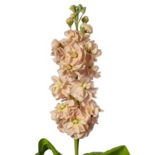MATTH MILLA SALMON Decorum 60cm - D