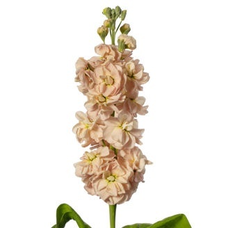 MATTH MILLA SALMON 65cm - D