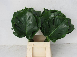 MONSTERA Blad 50cm - D