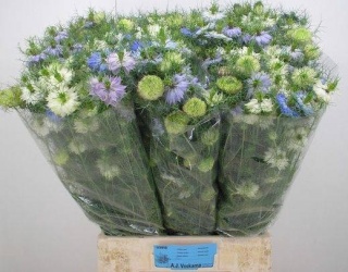 NIGE DAMASCENA OV 60cm - D