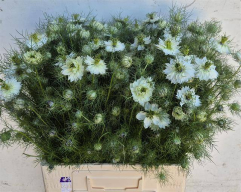 NIGE DA WHITE LADY 60cm - D