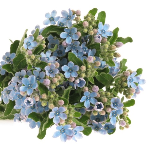 OXY CO TAN PURE BLUE 50cm - D