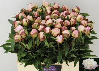 PAEO L GARDENIA 60cm - D