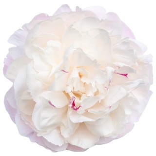 PAEO L GARDENIA 55cm - D