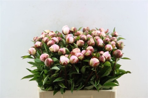 PAEO L GARDENIA 55cm - D