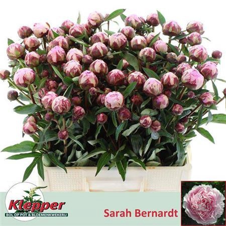 PAEO L SARA BERNHARD 60cm - D