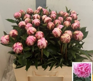 PAEO L SARA BERNHARD Extra 60cm - PROMO