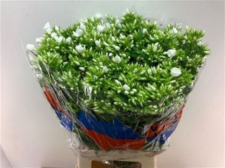 PHLOX P WHITECAP 60cm - D