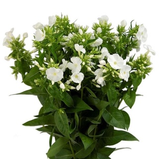 PHLOX P WHITECAP 60cm - D