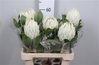 PROTEA CYNAR ARCTIC ICE 60cm - D
