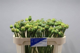 Papaver Som Zaaddozen 65cm - D