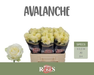 R GR AVALANCHE+ 55cm - D