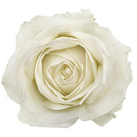 R GR LADY LINDSEY+ 60cm - D