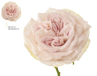 R Garden MYSTIC MOMENTS 50cm - D