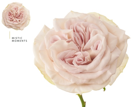 R Garden MYSTIC MOMENTS 50cm - D