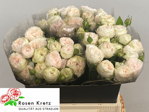 R TR ROYAL WEDDING 40cm - D