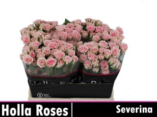 R TR SEVERINA 50cm - D