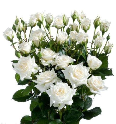 R TR SNOWFLAKE 80cm - D