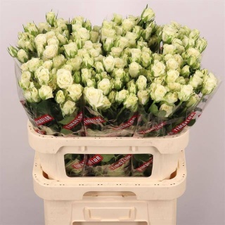 R TR SNOWFLAKE 80cm - D