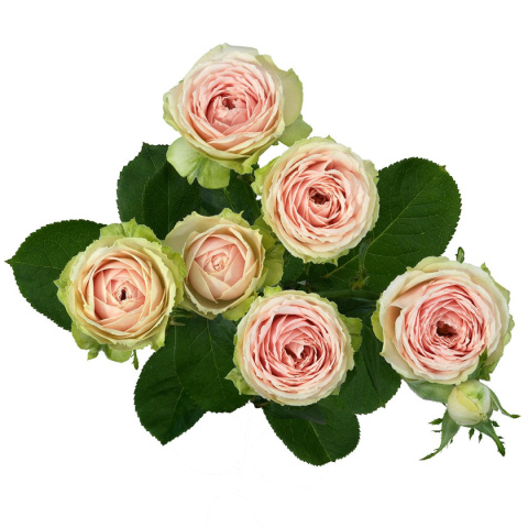 R TR SWEET GISELLE! 70cm - PROMO R TR SWEET GISELLE! 70cm - PROMO