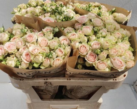 R TR SWEET GISELLE! 70cm - PROMO R TR SWEET GISELLE! 70cm - PROMO