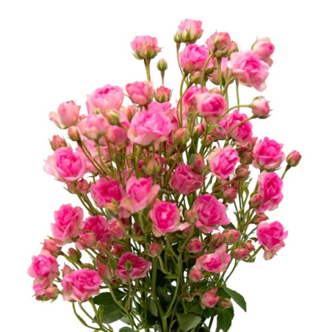 R Tr Gypsy Rose 40cm - D