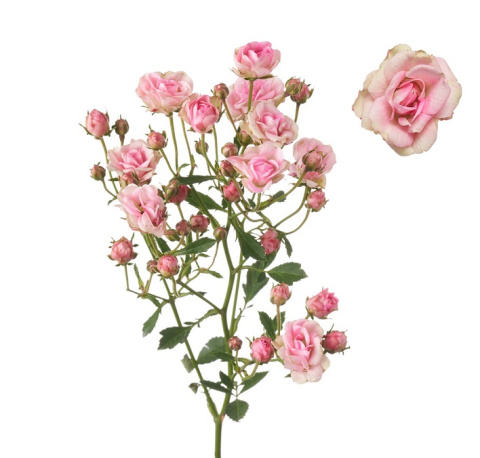 R Tr Gypsy Rose 40cm - D