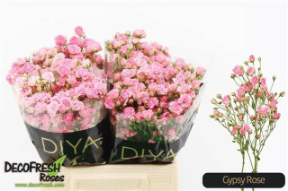 R Tr Gypsy Rose 40cm - D