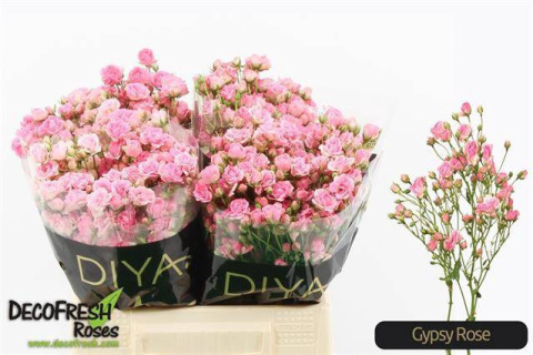 R Tr Gypsy Rose 40cm - D