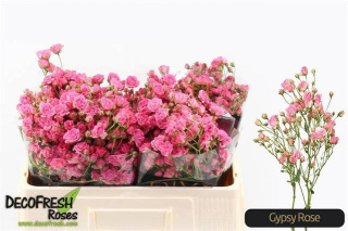 R Tr Gypsy Rose 50cm - D